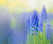 A portrait image of grape hyacinth
