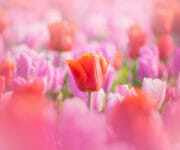 I love to photograph dreamy portraits of flowers, and the Keukenhof is perfect for that with its many different kinds of flowers