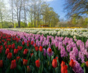 Lines and lines of tulips, hyacinths, and narcissus flowers in between the trees