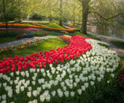 My favourite area with part of the big pool on the right. Lines and shapes of tulips all pointing towards the middle