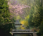 See-through along the walking bridges in the park with cherry blossoms on top