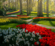 Sun peeking through the trees in the afternoon, with the lines and paths of flowers making harmony with each other