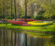 Water reflecting the beauty of the trees